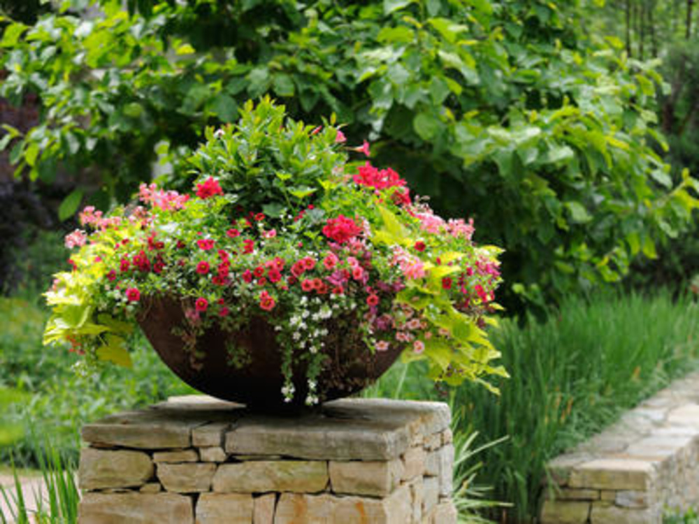 Container Gardening Tips & Ideas | Flower & Plant Container Gardening